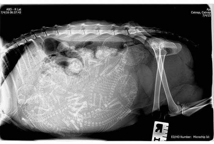 Удивительные рентген-снимки беременных животных: теперь вы видели все!