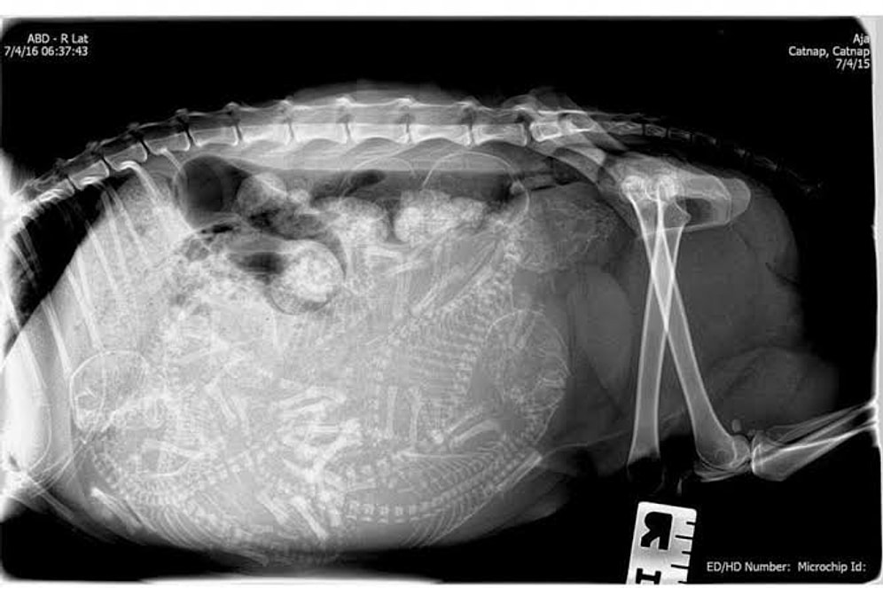 Удивительные рентген-снимки беременных животных: теперь вы видели все!