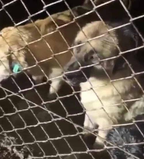 Barınağı Su Basmış, Köpekler Boğulma Tehlikesi Yaşamıştı: Ordu'daki Görüntüler İçin Soruşturma