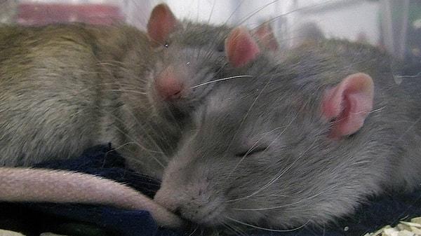 2013'te fareler üzerinde yapılan ve uykunun toksinleri temizlediğini gösteren deneyin öncülüğünü yapan Rochester Üniversitesi'nde çalışan sinir bilimci Maiken Nedegaard şunları söyledi: "Harika bir makale."