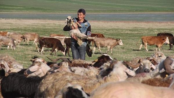 "İnsanlar hayvancılık yapmak istiyor ama çoban konusunda dertli"