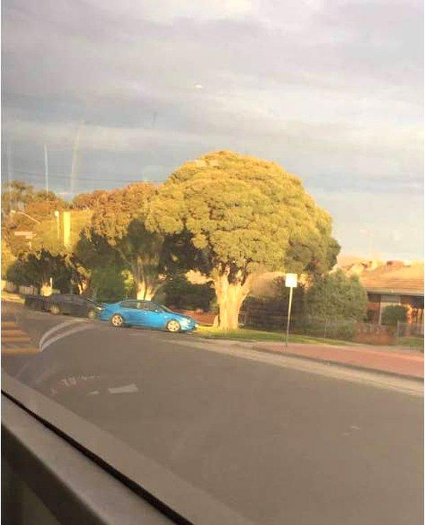 7. Bir brokoliye benzeyen bu ağaç: