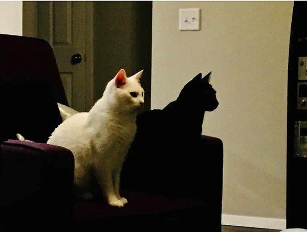 9. Beyaz kedinin gölgesi gibi duran bu siyah kedi: