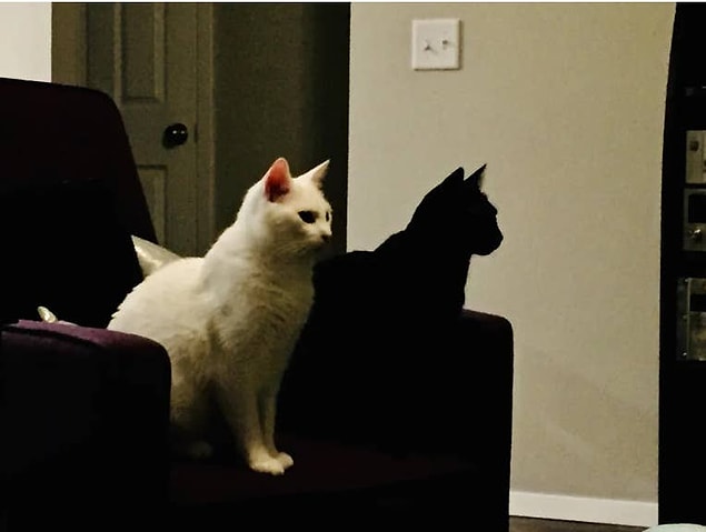 9. Beyaz kedinin gölgesi gibi duran bu siyah kedi: