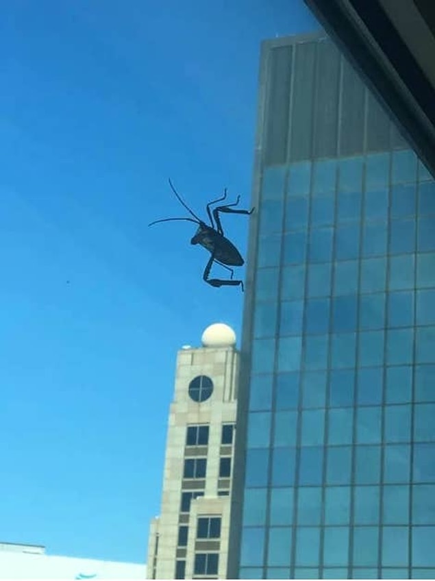 17. Neredeyse 10 metre uzunluğunda görünen camdaki bu böcek: