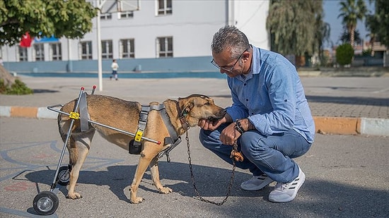 Engelli Hayvanlar İçin Protez Yürüteç Yapan Mehmet Öğretmen ile Tanışın!