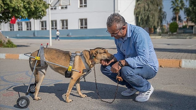 İki köpek için yürüteç yaptı