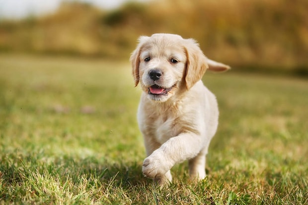 Köpek