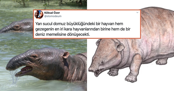 Evrim Teorisine İnanmayanların Bile Bir Durup Düşünmesini Sağlayacak Bu Paylaşımı Mutlaka Okumalısınız!