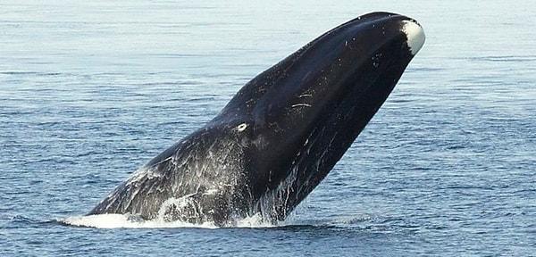 11. 2007 yılında, kürek kemiğine 1800 yıllarından kalma bir zıpkın saplanmış olan ölü bir kutup balinası bulundu.