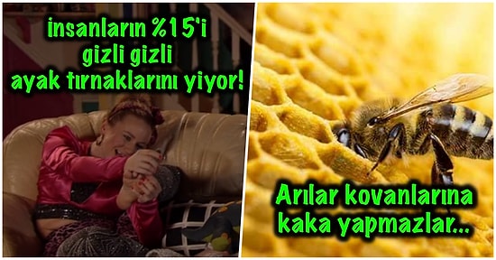 Bir Türlü Sevgili Olamadığınız Flörtünüzle Muhabbet Ederken Araya Sıkıştırdığınızda Havanıza Hava Katacak 17 Bilgi