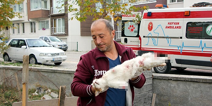 Cinayet Büro Çözdü: Bolu'daki Kedi Ölümlerinin Sebebi Köpeklermiş