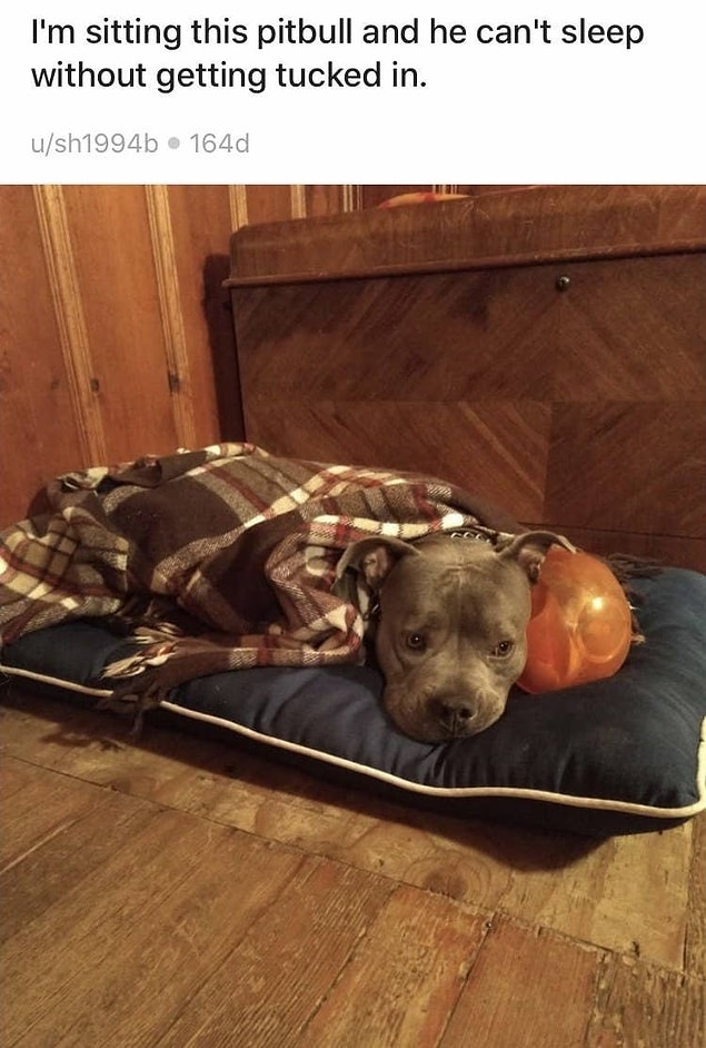 9. Güzel bir yaşam tarzına alışan bu pitbull: