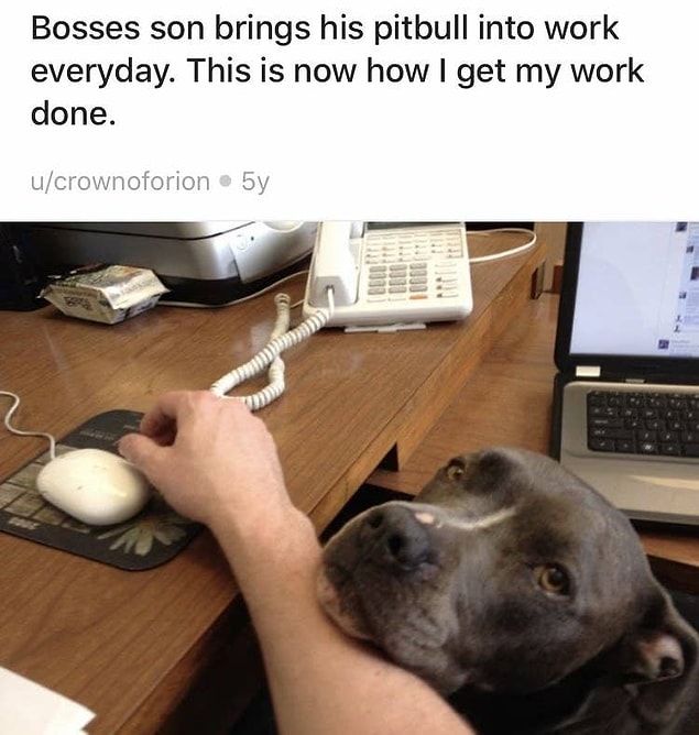 10. Sadece işlerin yolunda gittiğinden emin olmak isteyen bu pitbull: