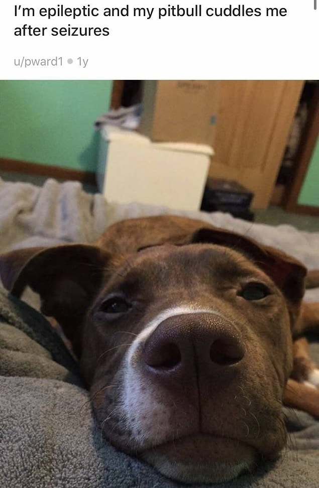 17. Ve son olarak, en çok ihtiyaç duyulduğu anda daima orada olan bu pitbull: