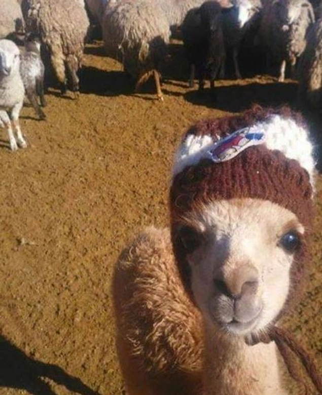 Bad hair day.