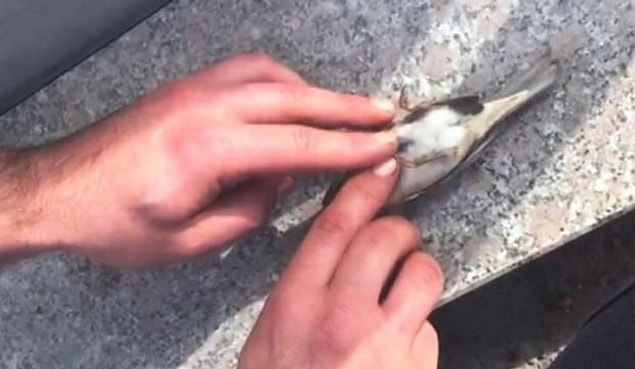 Malatya’da sebze meyve pazarında esnaflık yapan Gökhan Yeniceli, iş yerinin önünde oturduğu sırada bir serçe tabelaya çarparak yere düştü. Yerde hareketsiz yatan serçeyi alan esnaf iki parmağı ile önce kalp mesajı yaptı sonra suni teneffüs ile kuşu hayata döndürdü.
