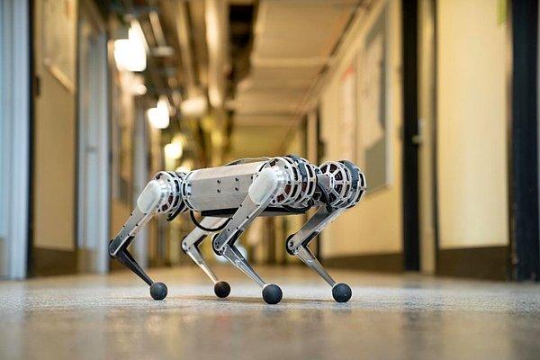 Massachusetts Teknoloji Üniversitesi, yıllardır üzerinde çalıştığı 'mini çita' adlı robotların yeni görüntüsünü paylaştı. 9 kg ağırlığındaki robotlar saatte 8 km hıza ulaşıyor ve ters takla atabiliyorlar. Bu robotların gelecekte felaket bölgelerinde arama kurtarma çalışmalarına katılması planlanıyor.