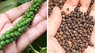 Severek Yediğimiz Baharatların Market Raflarına Gelmeden Önce Nasıl Göründüklerini Biliyor muydunuz?