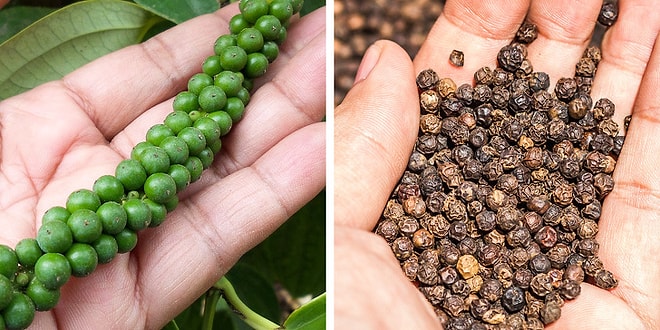 Severek Yediğimiz Baharatların Market Raflarına Gelmeden Önce Nasıl Göründüklerini Biliyor muydunuz?