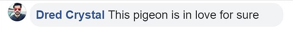 "Этот голубь точно влюблен"