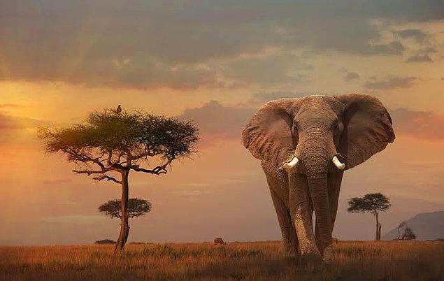 Antropolog Barbara King, 2013'te yayımlanan kitabında Kenya'daki Samburu Ulusal Parkı'nda Eleanor adlı sürü liderinin ölümüne diğer fillerin verdiği tepkiyi şöyle anlatıyor 👇