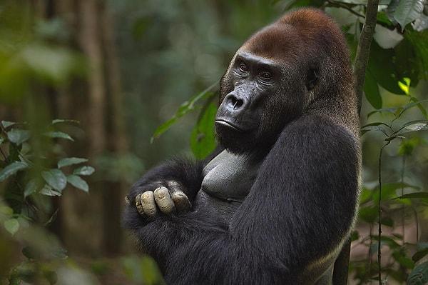 Gorillerin yas tuttuğunu gösteren üç ayrı örnekten söz ediliyor