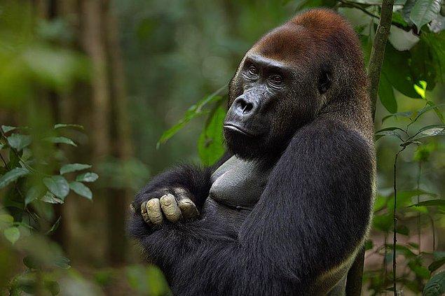 Gorillerin yas tuttuğunu gösteren üç ayrı örnekten söz ediliyor