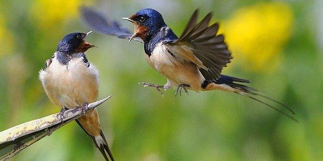 "Kuşlar aileden bir üyeyi kaybedince diğer üyelerle daha çok yakınlaşıyor"