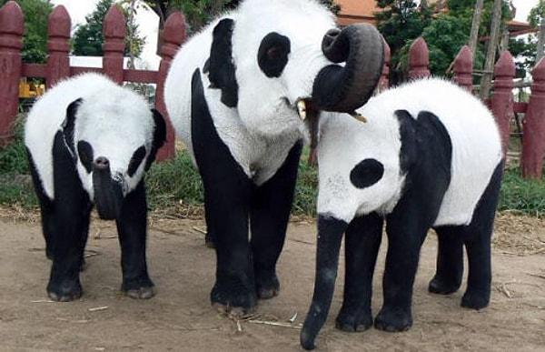 3. Tayland'daki panda çılgınlığından dolayı yerli hayvanat bahçesi sahipleri dikkat çekmek için fillerini beyaza boyadı. Bu fillere fil pandaları deniyor.