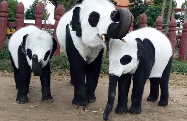 3. Tayland'daki panda çılgınlığından dolayı yerli hayvanat bahçesi sahipleri dikkat çekmek için fillerini beyaza boyadı. Bu fillere fil pandaları deniyor.