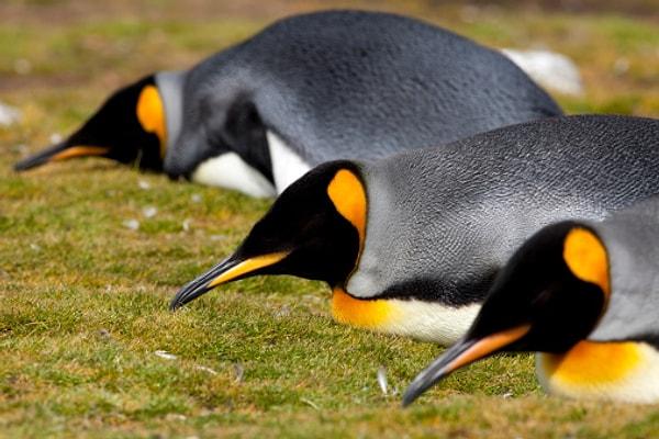 15. Penguenlerin öğlen daha derin uyuduğunu öğrenmek için bilim insanları günün farklı saatlerinde uyuyan penguenlerin yanına gitti ve onları uyanana kadar dürttü.