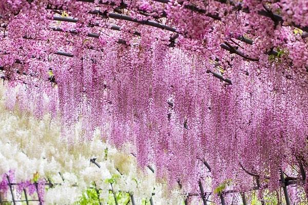 4. Visterya'ların çiçek açması , Japonya / Nisan ve Mayıs ortaları