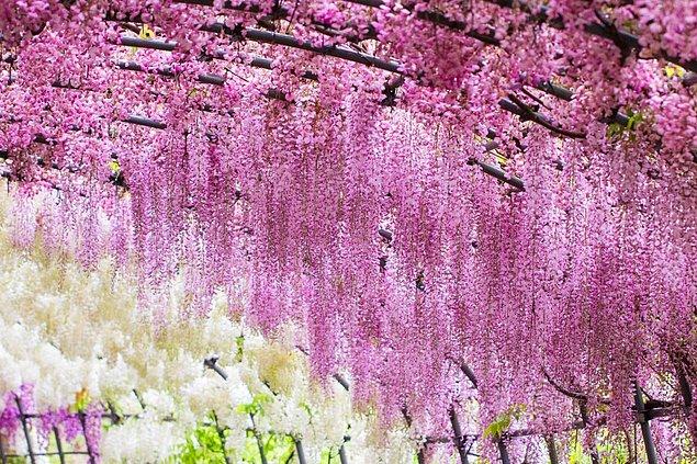 4. Visterya'ların çiçek açması , Japonya / Nisan ve Mayıs ortaları
