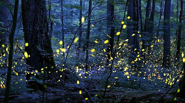 5. Ateşböceklerinin oluşturduğu senkron, Büyük Smoky Dağları Milli Parkı, ABD / Mayıs - Haziran