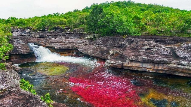 Cano Cristales Nehir'inde oluşan renk şöleni, Kolombiya / Ekim - Kasım