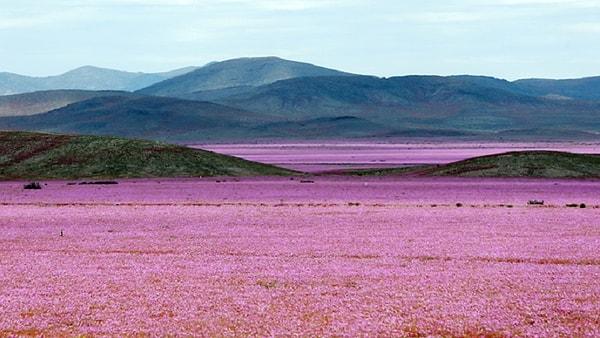 11. Çiçekli Atacama Çölü, Şili / Eylül - Kasım