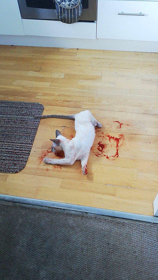 6. "Bu sabah kedimi bu halde gördüğümde aklımı kaçıracaktım. Sonra fark ettim ki sadece kırmızı biberle oynuyormuş."