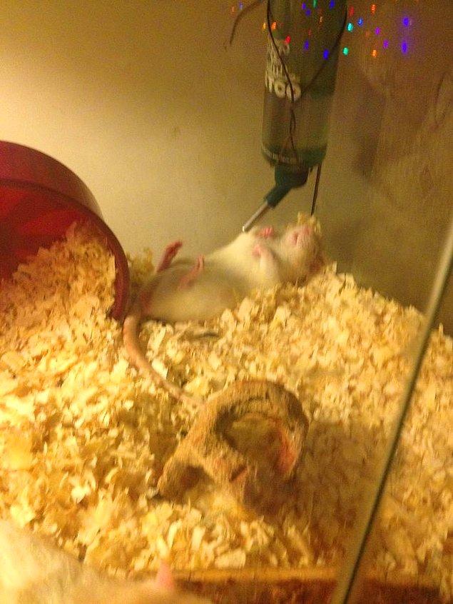 3. "Hamsterım sürekli bu şekilde uyuyor, onu her gördüğümde öldüğünü düşünüp panikliyorum."