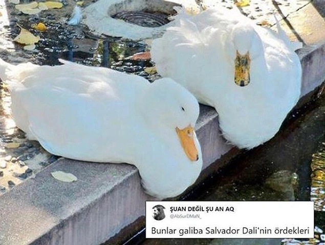 Abi şu ördeklerine sahip çık...
