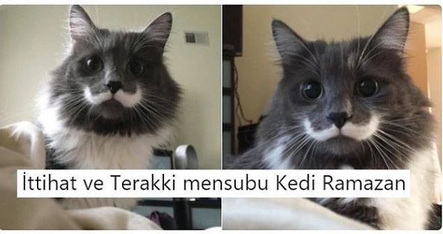Hazır ol da dinlenecek kedi...