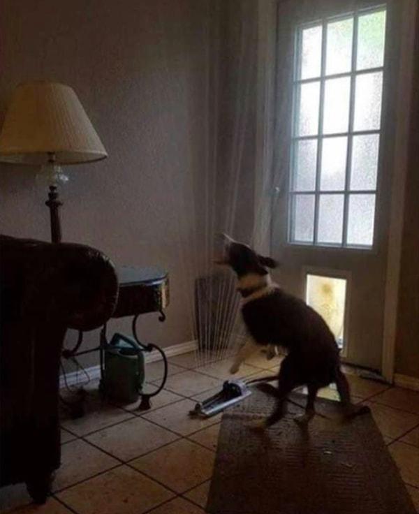 14. "Köpeğim kahrolası fıskiyeyi kendi kapısından içeri sürükledi..."