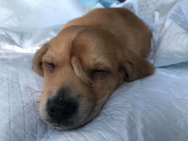 Gönüllüler, Narwhal'ı ilk buldukları yanındaki başka büyük bir köpekle birlikte soğuktan donmak üzere olduklarını söylüyor.