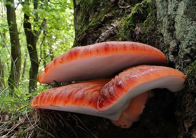 Biftek Mantarı
