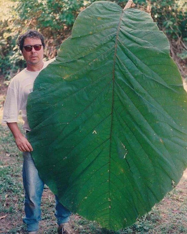 1. Brezilya'da keşfedilen Coccoloba gigantifolia bitkisi bugüne dek karşılaşılan en büyük yapraklara sahip!