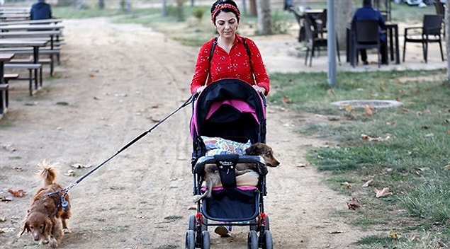 Bıdık’ın, evde sıkıldığını düşünen Baltacı, bu sorunu bebek arabasıyla çözdü.