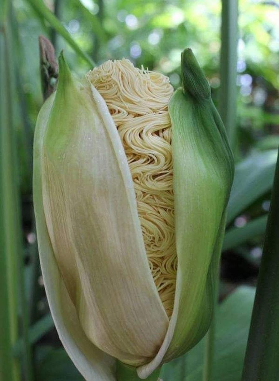 цветок похожий на кукурузу фото