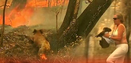 İyi İnsanlar İyi ki Varlar: Yangından Kaçarken Ormanda Mahsur Kalan Koalayı Kurtaran Güzel İnsan!
