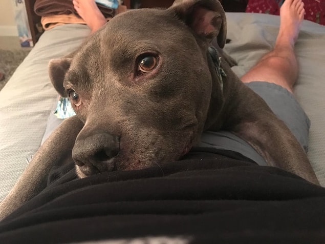 2. "İşten eve geldiğim zaman köpeğimle böyle takılıyoruz."