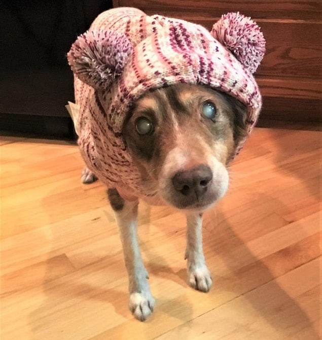 13. "Birkaç ay önce ailem kör ve yaşlı bir köpek olan Molly'i sahiplendi. Onunla henüz tanışmadım bile ama çoktan aşık oldum diyebilirim!"